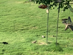 Toxostoma curvirostre