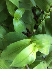 Tricyrtis formosana