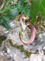 Aristolochia sempervirens