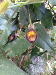 Aristolochia sempervirens