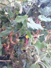 Aristolochia sempervirens