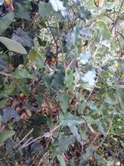 Aristolochia sempervirens
