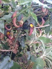 Aristolochia sempervirens