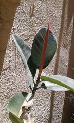 Ficus elastica