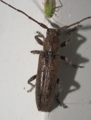 Ataxia crypta