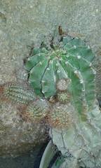 Trichocereeae