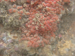 Metandrocarpa protostigmatica