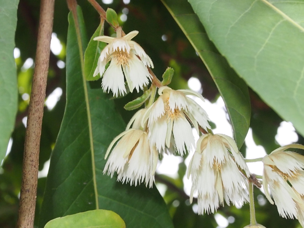 Elaeocarpus rugosus (Elaeocarpus rugosus)