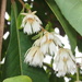 Elaeocarpus rugosus - Photo (c) sunnetchan, algunos derechos reservados (CC BY-NC-SA), uploaded by sunnetchan