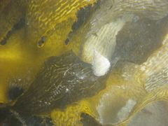 Micrelenchus purpureus image