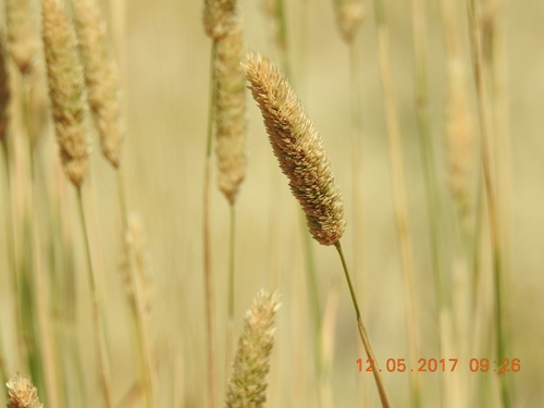 Phalaris tuberosa · iNaturalist