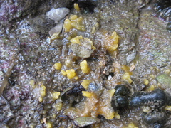 Ciocalypta polymastia