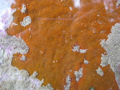 Timea aurantiaca