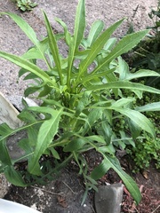 Lactuca indica