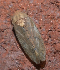 Ponana quadralaba