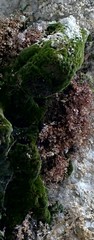 Bryophyta