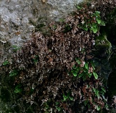 Bryophyta