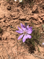 Lygodesmia grandiflora