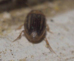 Neobidessus pullus