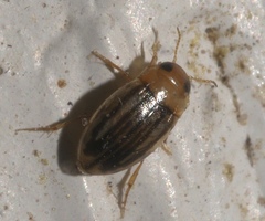 Neobidessus pullus