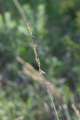 Oenothera cinerea cinerea