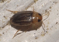 Neobidessus pullus