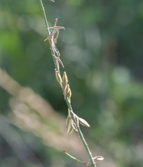 Oenothera cinerea cinerea