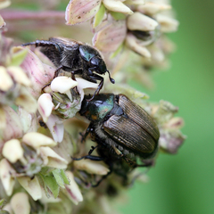 Strigoderma arbicola