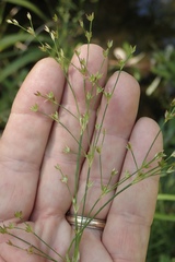 Juncus rugulosus