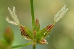 Juncus rugulosus