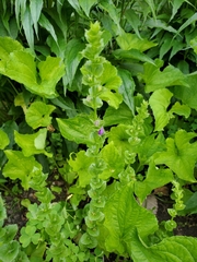 Triodanis perfoliata