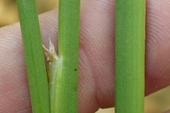 Juncus rugulosus
