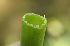Juncus rugulosus
