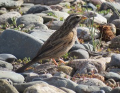 Emberiza striolata
