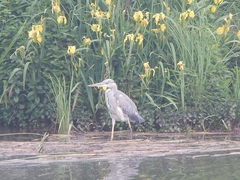 Ardea cinerea