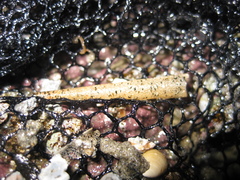 Lagis australis