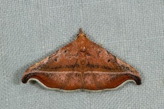 Corgatha ancistrodes