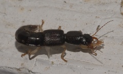 Pinophilus