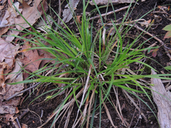 Carex willdenowii