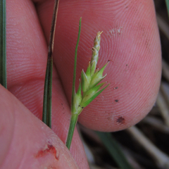 Carex willdenowii
