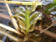 Potamogeton richardsonii