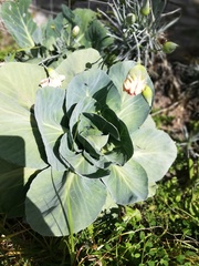 Brassica oleracea capitata