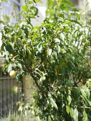 Ximenia americana