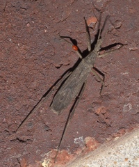 Pygolampis pectoralis