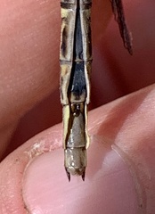 Phanogomphus spicatus