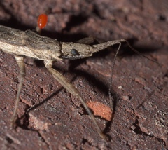 Pygolampis pectoralis