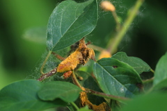 Puccinia coronata