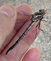 Phanogomphus spicatus