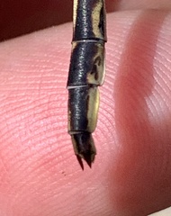 Phanogomphus spicatus