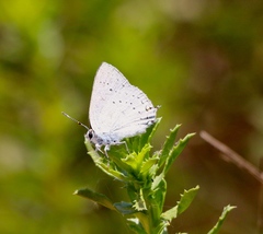 Satyrium sylvinus